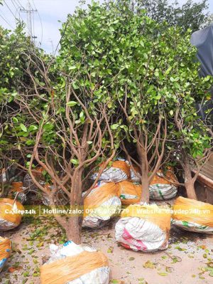 Xếp hàng chục cây Mai Tứ Quý đánh thẳng lên xe tải