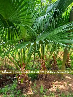 Vườn cây cọ ta giống, lộ thân khoảng 30 - 40cm