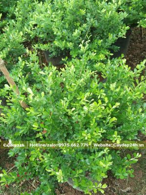 Những cây Linh Sam nhỏ giá rẻ, chiều cao chỉ khoảng 30cm