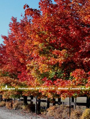 Hàng cây Phong Lá Đỏ cổ thụ trồng vỉa hè đường phố