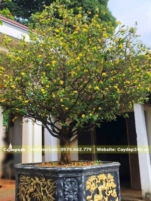 Chậu Mai Tứ Quý cổ thụ cao hơn 2m tính cả chậu