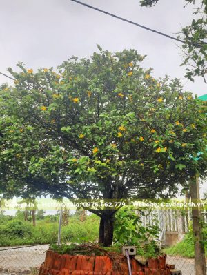 Mai Tứ Quý cổ thụ dưỡng ủ nhiều năm trong bầu nổi