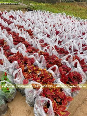 Những túi cây Lá Gấm đã được đóng gói cẩn thận