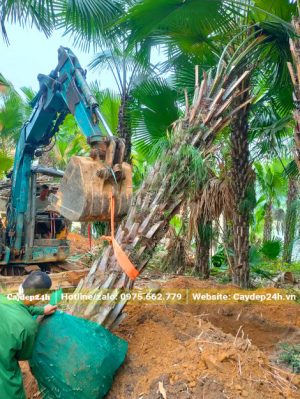 Bứng bầu Cọ Ta lóng thân cao 3m