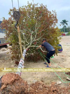 Một cây Phong Lá Đổ đường kính gốc 15 - 18cm chuẩn bị cẩu lên xe