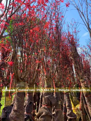 Bó gọn cành nhánh của cây Phong Lá Đổ công trình trước khi vận chuyển