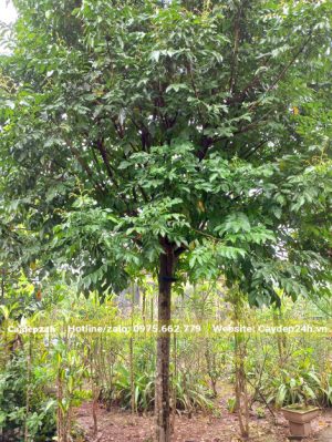 Quất Hồng Bì trưởng thành cao 4m, đường kính thân 8cm