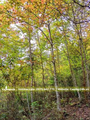 Hình ảnh cả rừng cây Sau Sau đang bắt đầu thay màu lá