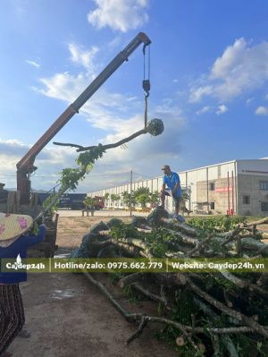 Cần cẩu đang hạ từng cây Sưa Đỏ công trình