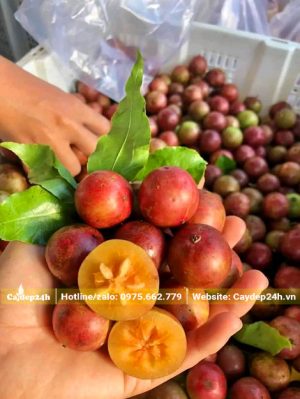 Quả Mận Quan chín đỏ mới thu hoạch