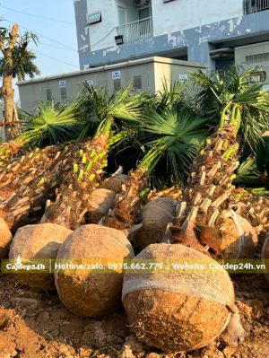 Xếp gọn những cây Cọ Ta lóng ca hơn 1m tại điểm thi công