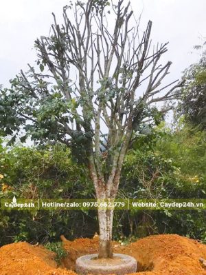 Quất Hồng Bì bứng nóng, chiều cao khoảng 4m, vanh 50