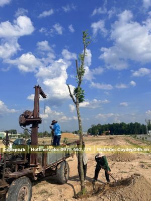 Công nhân đang thi công trồng cây Sưa Đỏ cho một nhà máy ở Bình Định
