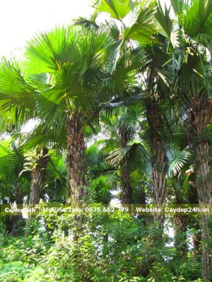 Vườn Cọ Ta lâu năm chiều cao 5 - 6m