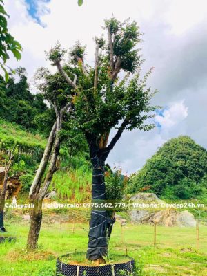 Cây cao 4m, đường kính gốc 30cm