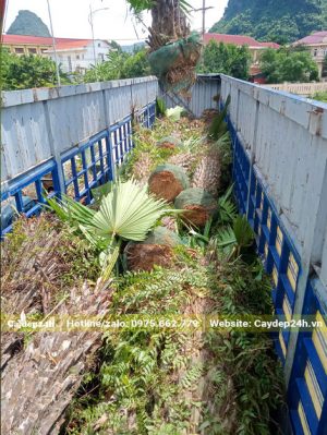 Hàng chục cây Cọ Ta thân cao 2 - 3m được xếp gọn trên thùng xe