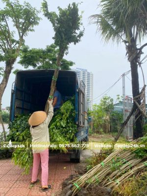 Xếp từng bó cây giống Sưa Đỏ lên thùng xe tải