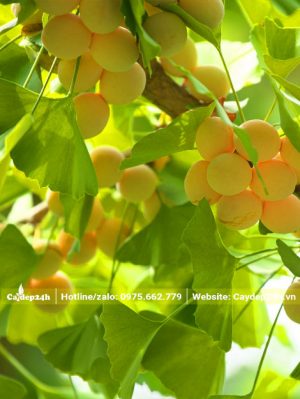 Lá và những chùm quả tròn xoe của cây ngân hạnh