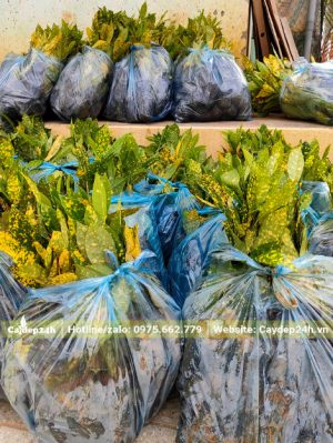 Đóng gói cây cô tòng lá đốm theo từng bịch để tiện vận chuyển