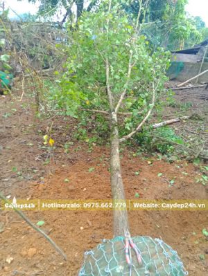 Bứng bầu cây ngân hạnh đường kính gốc 8 - 10cm