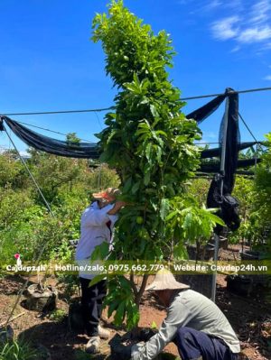 Bứng và buộc gọn cành lá của cây Vú Sữa Hoàng Kim