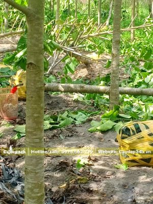 Bứng nóng số lượng lớn cây Gáo Vàng công trình đường kính gốc 10cm