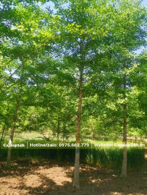 Vườn cây Ngân Hạnh xanh mướt, cây cao 5m