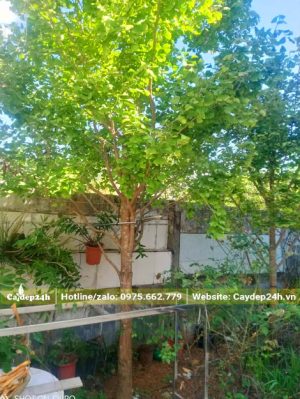 Ngân Hạnh trồng lấy bóng mát trước nhà