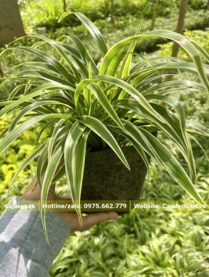 Cỏ Lan Chi trưởng thành đường kính bầu 20cm