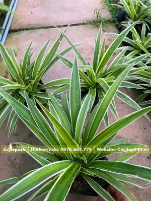 Những chậu Cỏ Lan Chi kích thước chiều cao từ 10 - 15cm