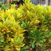 Cây Cô Tòng Lá Đốm cao gần 1m, trồng thành hàng rào