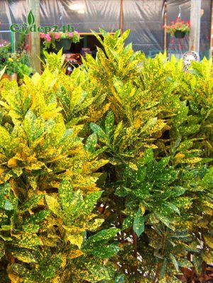 Cây Cô Tòng Lá Đốm cao gần 1m, trồng thành hàng rào