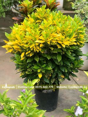 Cây cô tòng lá đốm lâu năm cao 60cm