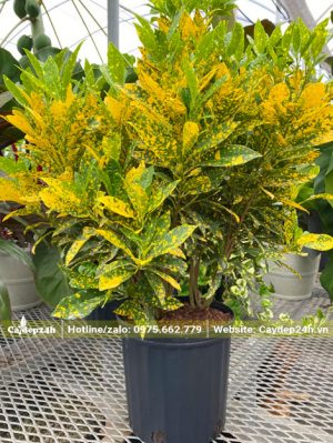 Chậu cây cô tòng lá đốm đẹp, chiều cao khoảng 60cm