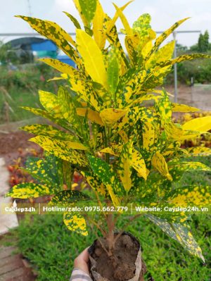 Cây Vàng Chanh nguyên bầu cao 40 - 50cm