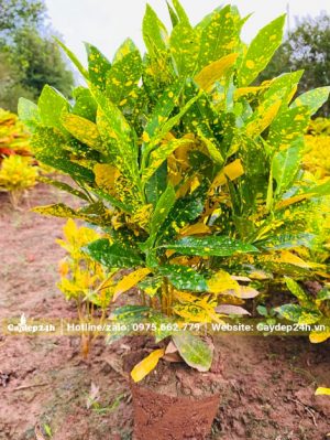 Đánh bầu cây cô tòng lá đốm trưởng thành cao 50cm