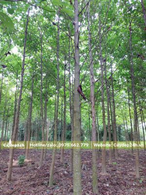 Vườn trồng hàng ngàn cây gáo vàng cao 5 - 6m