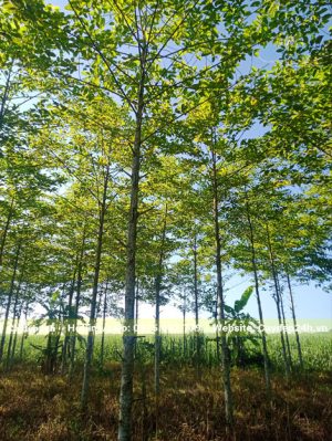 Cây Gáo Vàng trồng hơn 5 năm, cao khoảng 6-7m