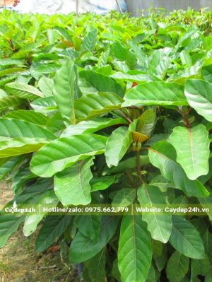 Cây giống gáo vàng cao 50 - 60cm