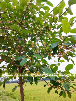 Cây Gáo Vàng nở hoa đẹp