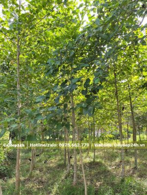 Gáo Vàng hơn 1m năm tuổi cao 4m