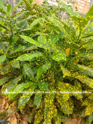 Cây giống cô tòng lá đốm cao 40 - 50cm