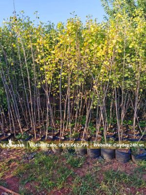 Cây ngân hạnh giống giâm cành cao hơn 1m