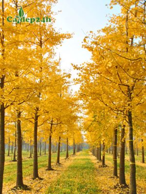 Hàng cây Ngân Hạnh lá vàng đẹp và ấn tượng