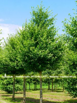 Vườn cây ngân hạnh trưởng thành thẳng đẹp, xanh tốt