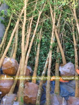 Ngân hạnh đường kính gốc 7 - 9cm đánh thẳng