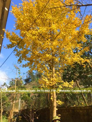 Cây Ngân Hạnh lá vàng lâu năm cao hơn 5m, đường kính thân 13cm