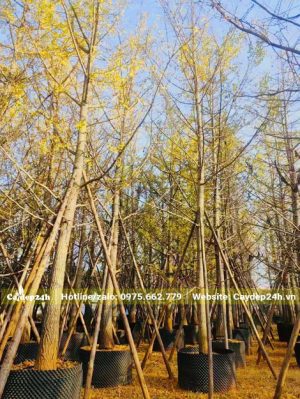 Vườn ngân hạnh công trình dâm ủ kỹ cao 6 - 7m