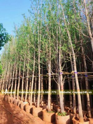 Hàng trăm cây Bạch Quả công trình cao hơn 4m, vanh 30