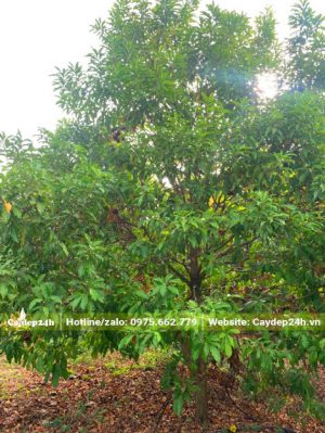 Đường kính gốc trên 10cm, thân cây cao lớn